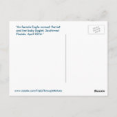 Harriet Eagle Familienvögel Florida Postcard Postkarte (Rückseite)