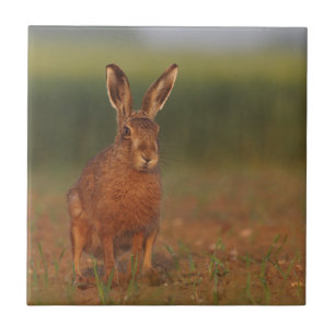 Harriet-Hasen Fliese