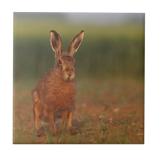 Harriet-Hasen Fliese (Vorderseite)