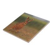 Harriet-Hasen Fliese (Seite)