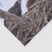 Harriet, M u. E9 Seidenpapier (Ausschnitt)