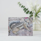 Harris Antelope Squirrel Postkarte (Stehend Vorderseite)