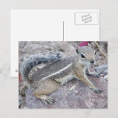 Harris Antelope Squirrel Postkarte (Vorne/Hinten)