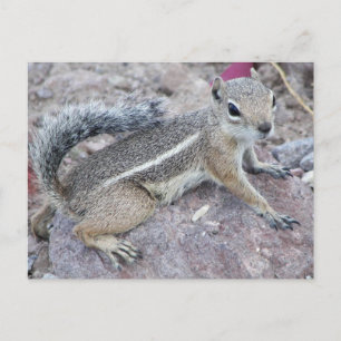 Harris Antelope Squirrel Postkarte