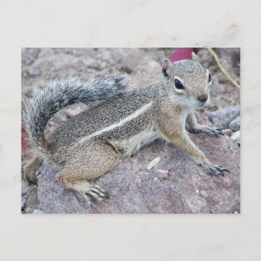 Harris Antelope Squirrel Postkarte (Vorderseite)