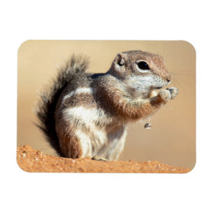Harris-Antilopenziesel (Ammospermophilus) Magnet