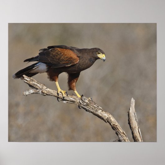 Harris-Habicht auf Sitzstange Poster (Vorne)