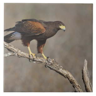 Harris-Habicht ruhender Greifvogel Fliese