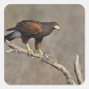Harris-Habicht sitzender Greifvogel Quadratischer Aufkleber