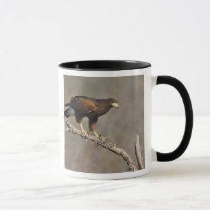 Harris-Habicht sitzender Greifvogel Tasse