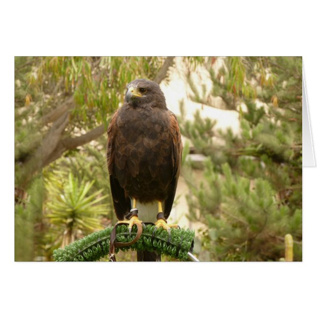 Harris Hawk (Vorderseite (Horizontal))