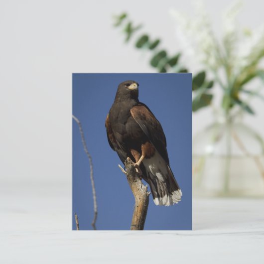 Harris Hawk 1 Postkarte (Stehend Vorderseite)