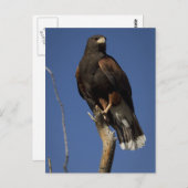 Harris Hawk 1 Postkarte (Vorne/Hinten)