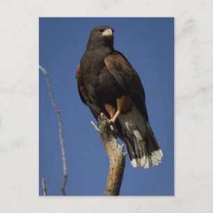 Harris Hawk 1 Postkarte