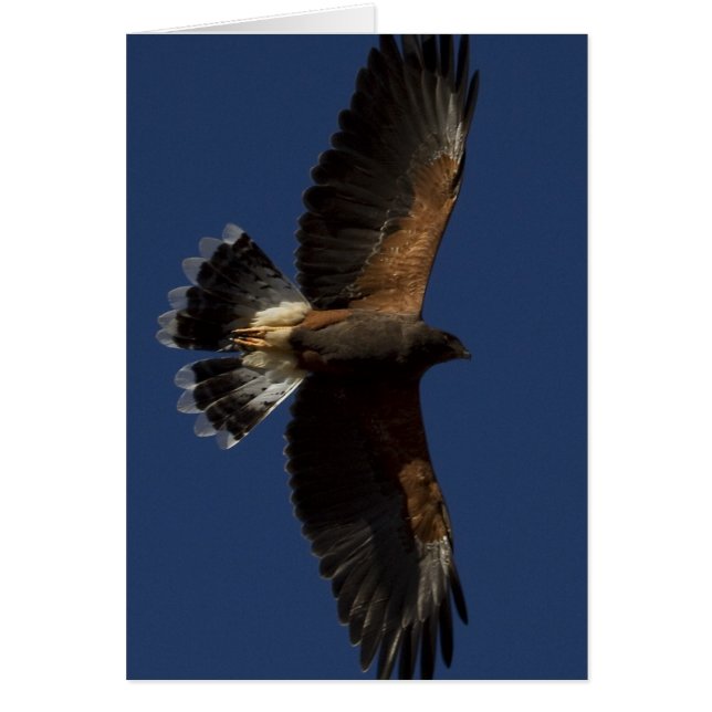 Harris Hawk 5 (Vorne)