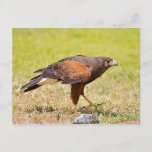 Harris Hawk auf Gras Postkarte