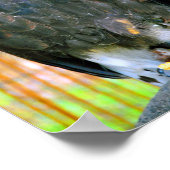 Harris Hawk Bird of Prey Poster (Ecke)