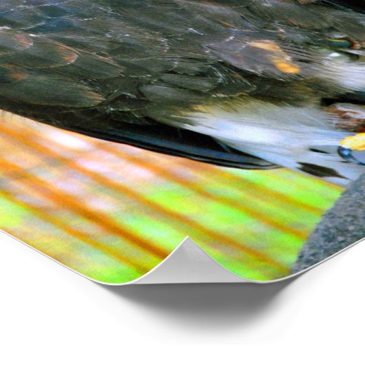 Harris Hawk Bird of Prey Poster (Ecke)