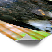 Harris Hawk Bird of Prey Poster (Ecke)