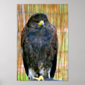 Harris Hawk Bird of Prey Poster (Vorne)
