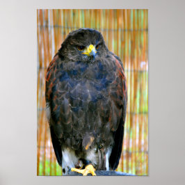 Harris Hawk Bird of Prey Poster