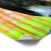 Harris Hawk Bird of Prey Poster (Ecke)