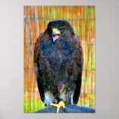 Harris Hawk Bird of Prey Poster (Vorne)
