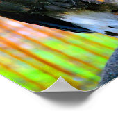 Harris Hawk Bird of Prey Poster (Ecke)