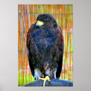 Harris Hawk Bird of Prey Poster