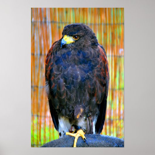 Harris Hawk Bird of Prey Poster (Vorne)