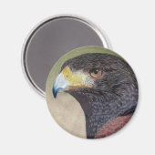 Harris Hawk-cp Magnet (Vorderseite/Rückseite)