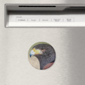 Harris Hawk-cp Magnet (In Situ (Geschirrspüler))