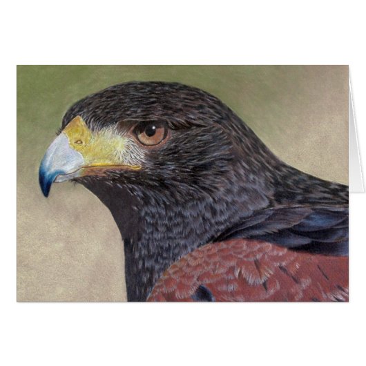 Harris Hawk farbige Stifte (Vorderseite (Horizontal))