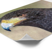 Harris Hawk farbige Stifte Poster (Ecke)