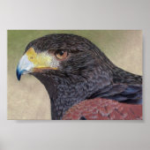 Harris Hawk farbige Stifte Poster (Vorne)