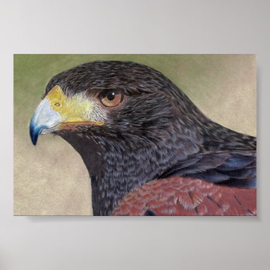 Harris Hawk farbige Stifte Poster (Vorne)