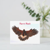 Harris Hawk Flying Postcard Postkarte (Stehend Vorderseite)