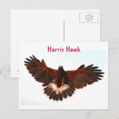 Harris Hawk Flying Postcard Postkarte (Vorne/Hinten)