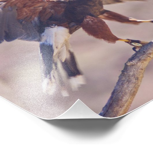 Harris' Hawk Fotodruck (Ecke)