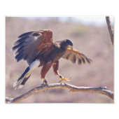 Harris' Hawk Fotodruck (Vorne)