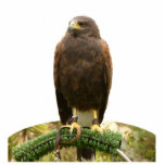 Harris Hawk Freistehende Fotoskulptur<br><div class="desc">Diese Fotoskulptur ist von einem Harris-Falken. Aus Acryl mit schwarzem Ständer,  ist es ein großartiges Konversationsstück. Die endgültige Größe ist ungefährlich und hängt von der Größe des ausgeschnittenen Bildes ab.</div>