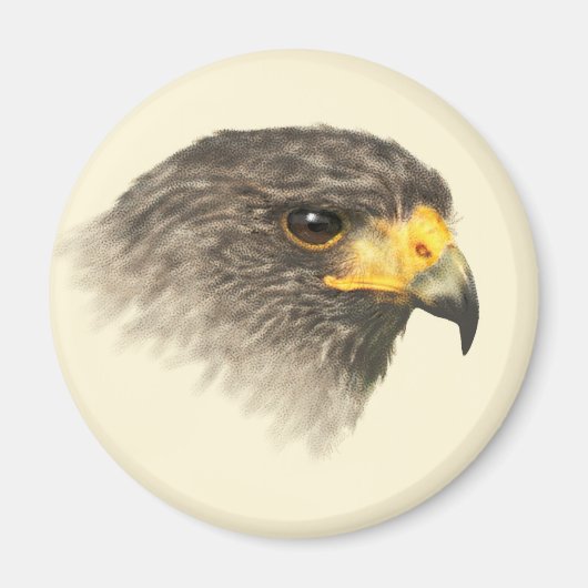 Harris Hawk - gemischte Mittel Magnet (Vorne)