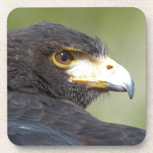 Harris Hawk Getränkeuntersetzer