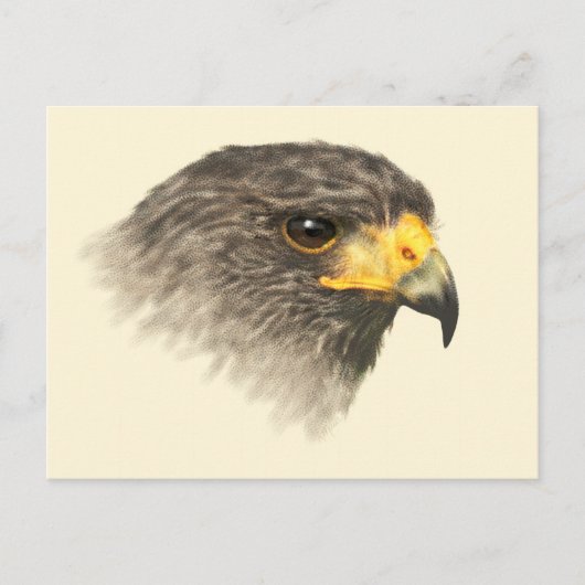 Harris Hawk - Mixed Medium Postkarte (Vorderseite)