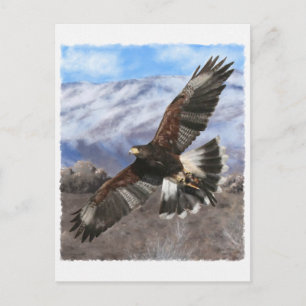 Harris Hawk-pastel Postkarte