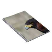 Harris Hawk Portrait Notizblock (Rechte Seite)