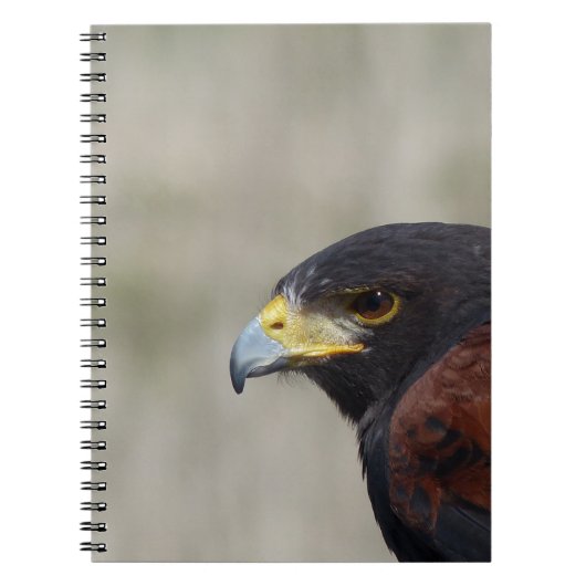 Harris Hawk Portrait Notizblock (Vorderseite)