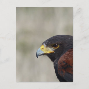 Harris Hawk Portrait Postkarte