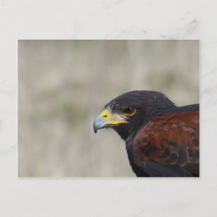 Harris Hawk Portrait Postkarte