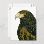 Harris Hawk Postcard Postkarte (Vorne/Hinten)